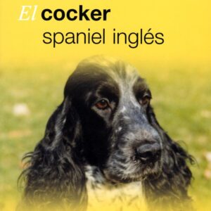 Cocker spaniel ingles