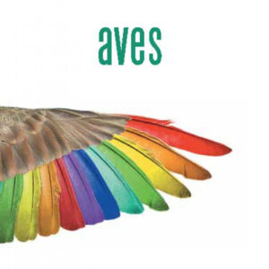 Aves