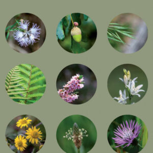 Las plantas de la sierra de O Courel