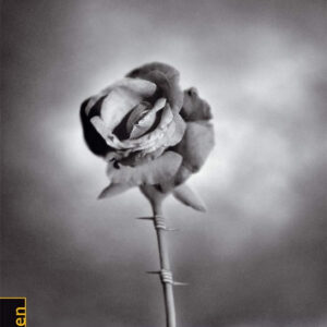 Rosas negras en kosovo