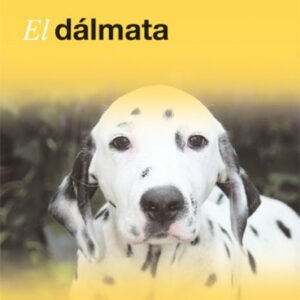 Dalmata