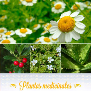 PLANTAS MEDICINALES