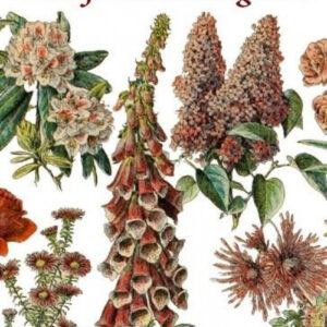 UNA FIESTA DISTINGUIDA