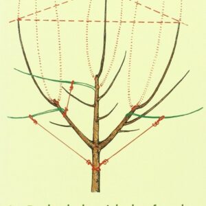La poda de los árboles frutales