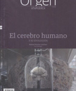 El cerebro humano