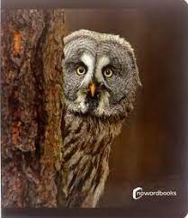 los animales del bosque