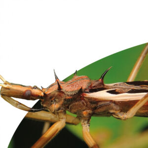 Una assassina massa jove