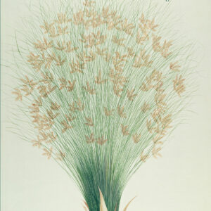 EL INFINITO EN UN JUNCO