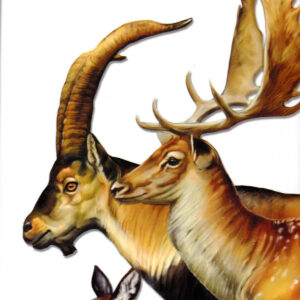 UNGULADOS. INTRODUCCION A LAS ESPECIES IBERICAS, BALEARES Y CANARIAS