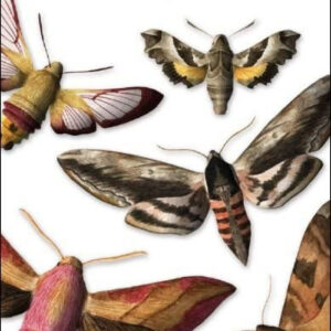 ESFINGES - GUIAS DESPLEGABLES TUNDRA