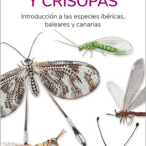 HORMIGAS LEON, ASCALAFIDOS Y CRISOPAS