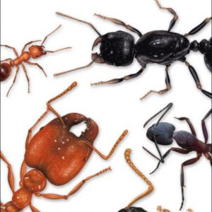 HORMIGAS - GUIAS DESPLEGABLES TUNDRA