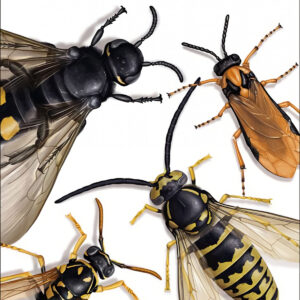 AVISPAS - GUIAS DESPLEGABLES TUNDRA