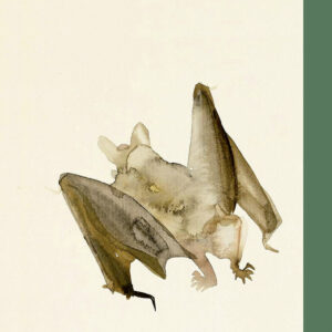 La razón estética- rústica