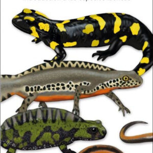 TRITONES Y SALAMANDRAS