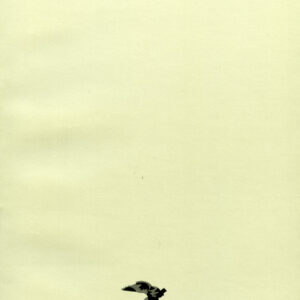 Desconocida raíz común