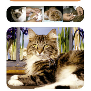 EL GATO Y SUS CUIDADOS