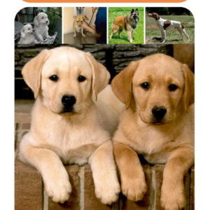 EL PERRO Y SUS CUIDADOS