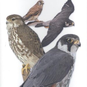 HALCONES - GUIAS DESPLEGABLES TUNDRA