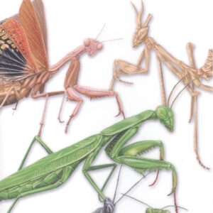 MANTIS - GUIAS DESPLEGABLES TUNDRA