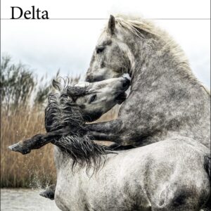Delta